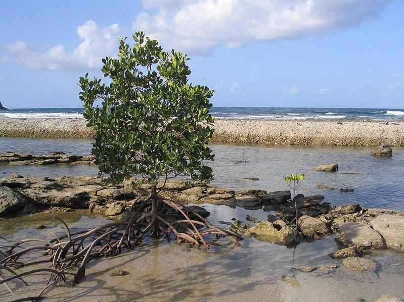 Student Sheet: MA-2 A visit to the mangroves Mangroves are unusual trees which are suited to growing in salt water. They form forests along the shore in sheltered coastal areas.