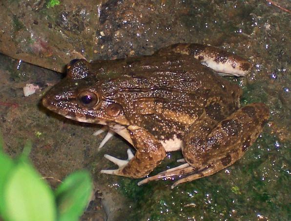 Student Sheet: MA-3 Mangrove food webs This crab-eating frog is the only salt water amphibian in the world! All ecosystems depend upon energy.