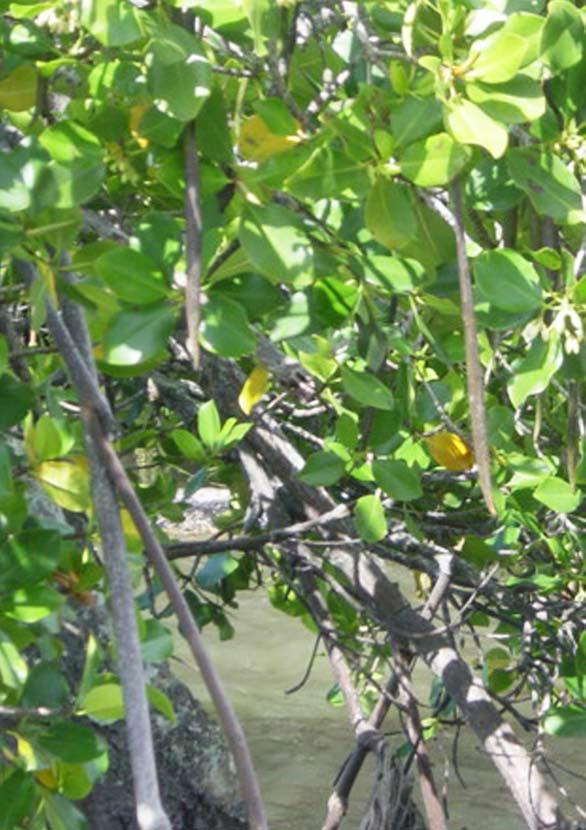 Winkles (Littoraria species) on a mangrove root at low tide WINKLES OR LITTORARIA At low tide winkles, large