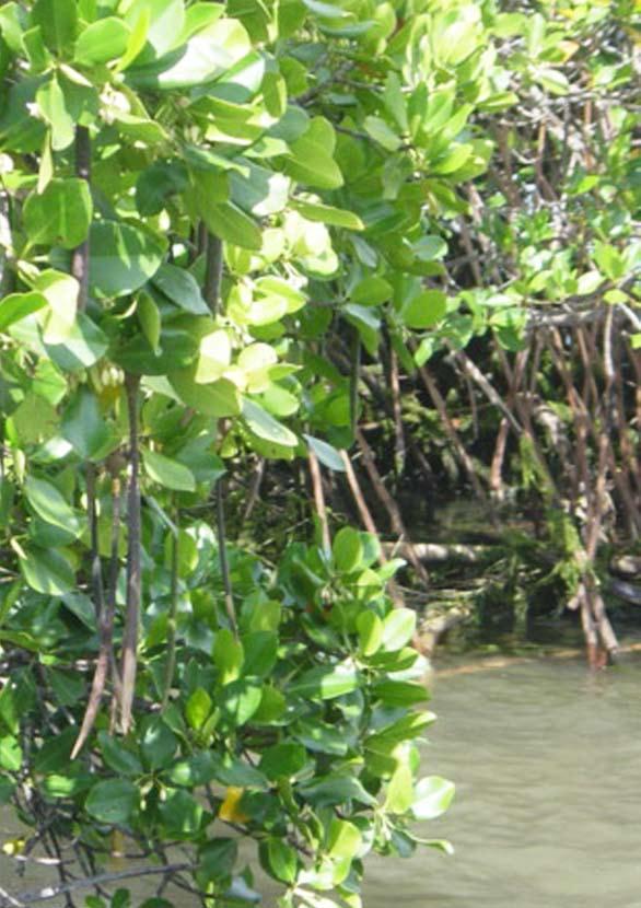 Winkles from mangrove leaves orange, yellow, pink or even blue background with a