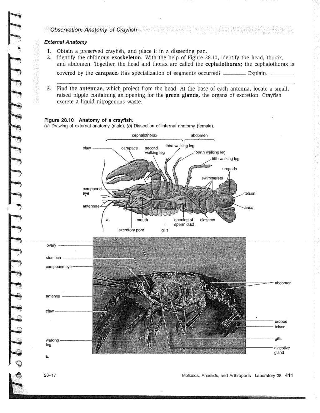 Observation: Anatomy of Crayfish External Anatomy 1. Obtain a preserved crayfish, and place it in a dissecting pan. 2. Identify the chltinous exoskeleton. With the help of Figure 28.