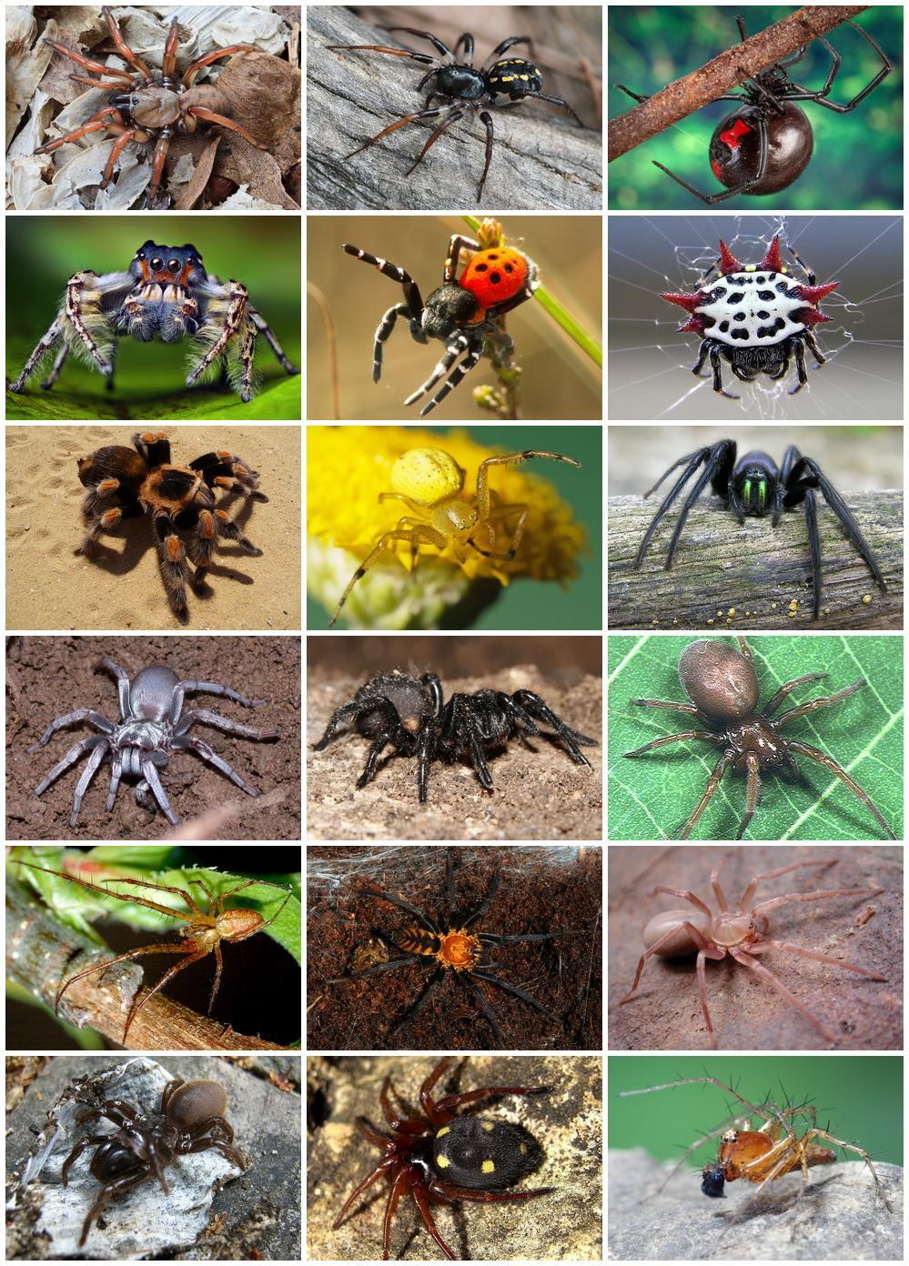 Many spiders spin silk others are ambush predators or spin a funnel and wait for prey to