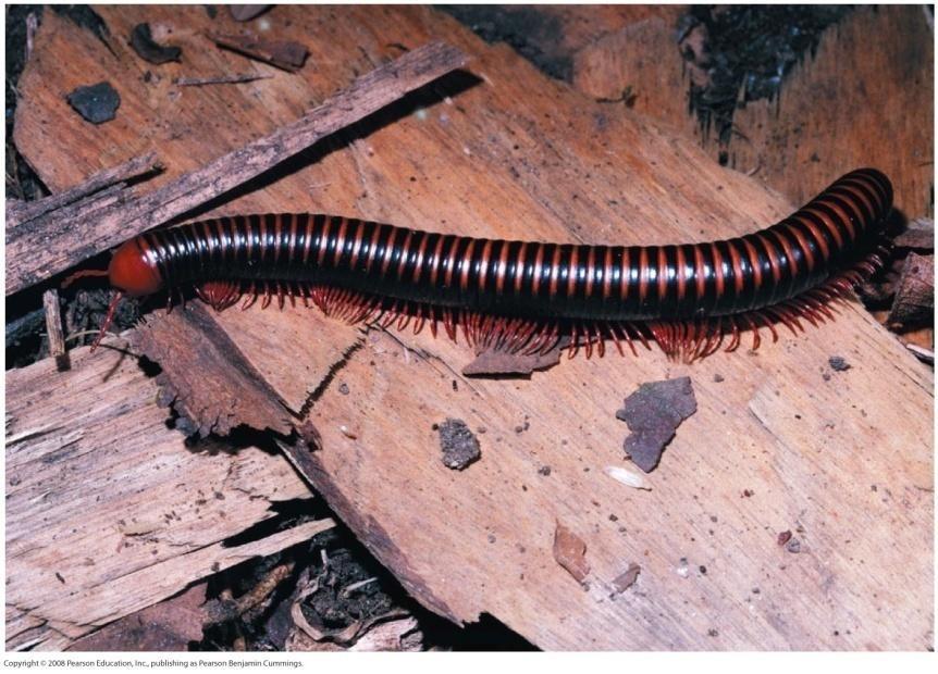Arthropoda: Myriapods Myriapods are terrestrial, and have