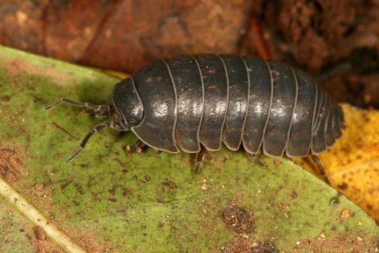 Isopods include terrestrial, freshwater, and marine species Pill