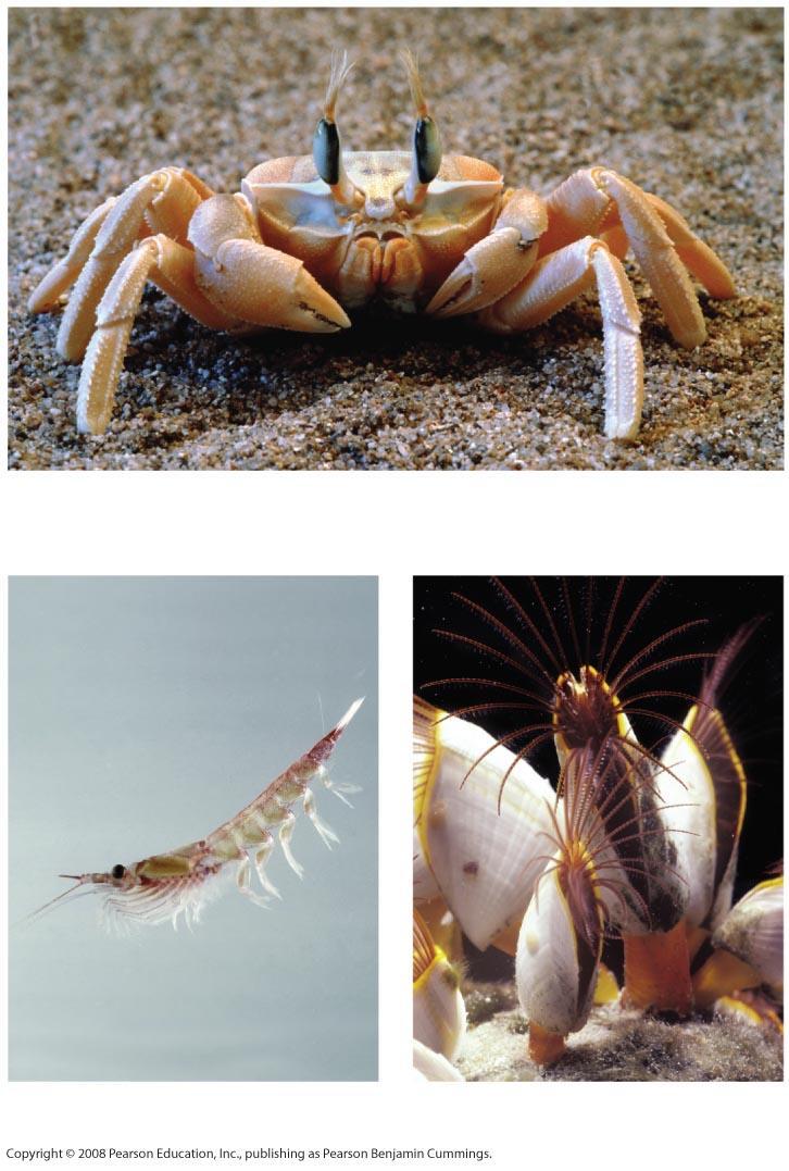 Fig. 33-38 Decapods are all relatively large crustaceans and include