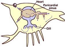 Arthropods have an open circulatory system in which