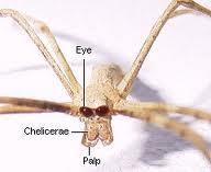 Arthropoda: Cheliceriforms Cheliceriforms,, are named