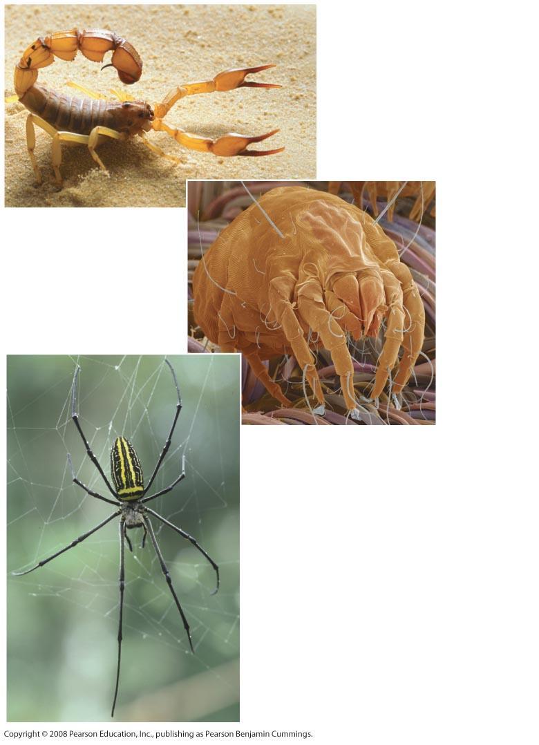 Arthropoda: Cheliceriforms Most modern cheliceriforms are arachnids, which