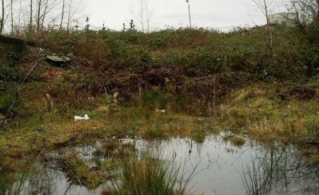 Lost Creek Fen supporting the creation of a small wetland at