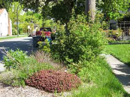 Native plants are easy to care for,