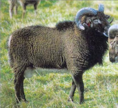 ) Color Morphs of Soay Sheep from Hirta Terms and notation used by 4 significant Soay sheep references. 1. Doney et. al. Island Survivors, (1974) Chapter 4, pp 88-125. 2.