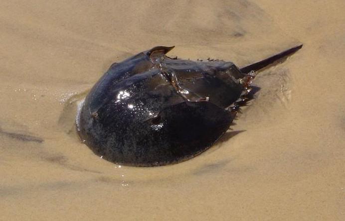 SOUTH CAROLINA Annual Quota established by ASMFC: 0; State: Prohibited. GENERAL GUIDELINES: South Carolina law prohibits Horseshoe Crab harvest for bait.