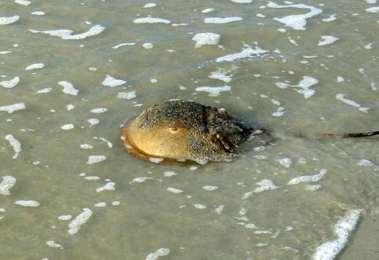 CONCLUSION A focus on the Delaware Bay Region has led to increasing Horseshoe Crab populations, however the pressures on this specie have not gone away, they have simply shifted to other states.