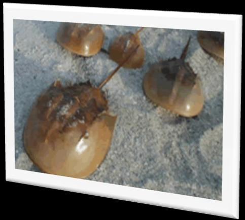 What are Horseshoe Crabs? Horseshoe Crabs (Limulus polyphemus) have walked the earth for over 350 million years, having shared this planet with the dinosaurs.