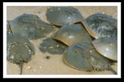 Why Should Horseshoe Crab Harvests Be Limited? For decades, Horseshoe Crabs were looked upon as a unimportant to our waters.
