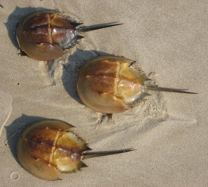 DAILY LIMITS: It is illegal to possess more than 300 cubic feet of horseshoe crabs unless in stationary cold storage or a freezer facility.