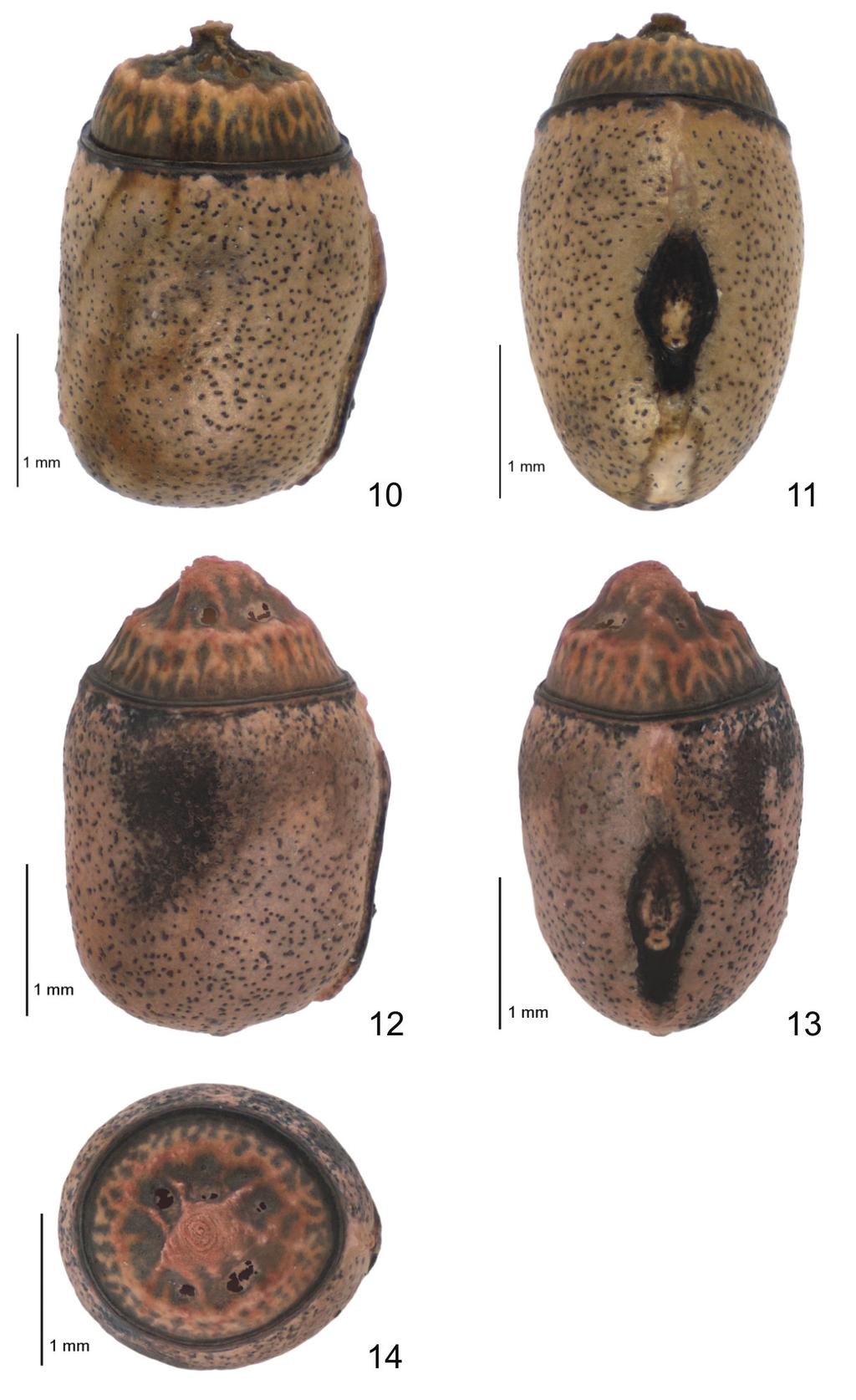 Figures 10-14. Photographs of two eggs of Tepakiphasma ngatikuri gen. nov., sp. nov. laid by the paratype female. Fig. 10, lateral view of fi rst egg; Fig.