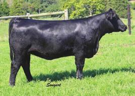 As I have written in so many of the footnotes for daughters of 5105R you will not find a more consistent producing cow family than this one.