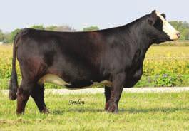 We will not be selling many more direct daughters of 5105R so take advantage of this opportunity.