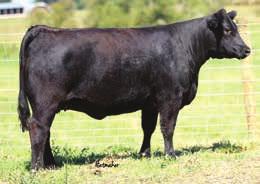 68 126 Bred AI to WC BF Innocent Man, ASA#2785174 on 3/26/16 16 Clear Water Simmentals 10 CLRWTR Queen Z C94D 3/23/15 3010025 C94D 83 Springcreekwallbanger115Z Clrwtr Queen Z W94A 4 2.