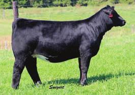 She is a moderate framed sound structured female that will have an exciting calf out of Revolver.