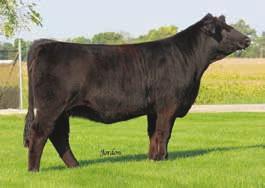 She s a nice haired 1/2 blood female that s backed by some serious cow power.