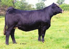 Miss Pep 58H 10 1.1 45 71 9 14 37 0.34 0.63 129 Really nice bred heifer out of the famed MISS PEP cow family. She does all of the basic things right with added style and look about her.