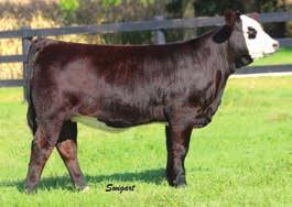 Her dam, a past Champion cow/calf at the Illinois State Fair, always produces a real good calf for us each year.