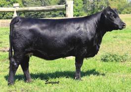 The only reason we are selling this female is that we still have her dam, who stems from the royal Sheza Star tribe.
