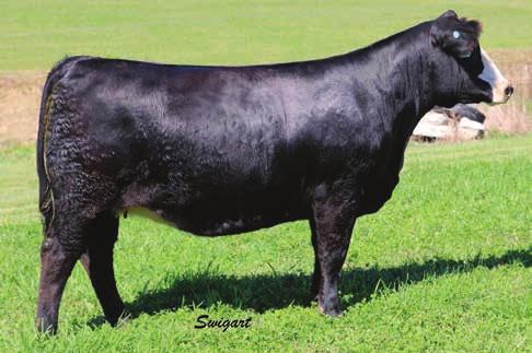 DAF Look Of Beauty C311 63 64 Clear Water Simmentals DAF Look Of Beauty C311 2/12/15 3145015 C311 74 Rubys Yucatan 160Y PRS Look Of H25 W264 3C Lava L375-BZ Double R Miss Cleo L27 DCC New Look 101 JM