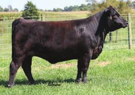 84 101 BRZW Ms Madonna This female s dam is from the great Musgrave Angus donor heifer Ms Traveler 73S and the bull Upgrade with the baldy face and deep body of the Static bull.