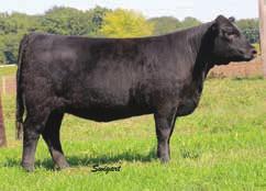 77 77 Pasture Exposed to Rudows Zenith 4109, AAA#18042875 due early April C816 and C36 Here s a nice pair of 1/2 blood Broker granddaughters.