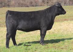 due early April 73 Clear Water Simmentals MMF Annie C407 4/1/15 3018701 C407 84 Connealy In Focus 4925 SimAngus MMF Miss Etha X400 Mytty In Focus Blackcana Of Conanga 206 Triple C Bettis S72J MMF