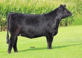 She is feminine yet durable and offers plenty of rib and shape. We mated C575 to the exciting purebred JS Sure Bet son, Cash In whom is a full brother to the Genex sire GSC All In.