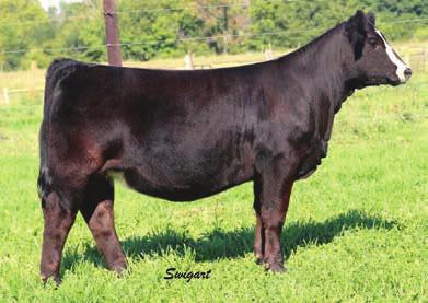 85 122 Here is one who s cow family is no stranger to the Simmental breed.