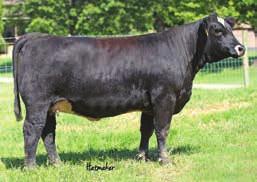 This mating is bound to make something special for pursuing banners and progeny so bid with confidence.