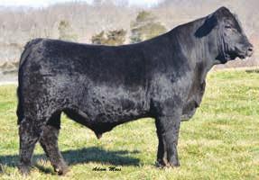 Power Packed is perfectly balanced in every category and will transmit his attributes to his calf crop. He is Sired by one of the hottest sires SVF Allegiance Y802 and out of the Savannah bloodline.