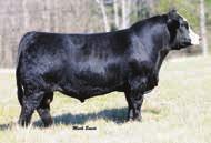 STAY TOP 15% REA TOP 10% API TOP 20% TI in February or the week of the sale. We have a nice sets of bulls and so do the other breeders involved in the sale.