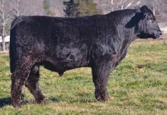 He made the trek to KS bred cows and then came back to Kentucky to North American won a banner and then went to back Kansas to breed more cows. Packin Heat offers soundness and fertility.