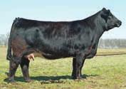 Family Traditions Hosted by... Online Embryo Sale www.dponlinesales.