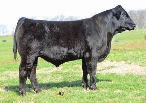 B40 is sired by the 2013 high seller SVF Allegiance that was purchased by Jim Root at Walnut Hollow in Tennessee and then was leased by Genex.