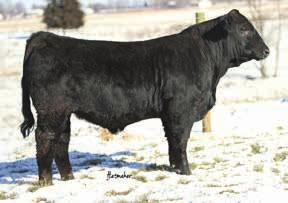 C5105R comes straight from the heart of the Clearwater herd. He is a rugged, powerful, big-footed bull that definitely stands out to any cattleman.