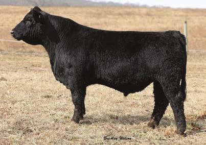 Theˇ5105 cow family is the cornerstone of our program and with good reason, just look at the other 5105 bulls represented and stemming back to these maternal giants.