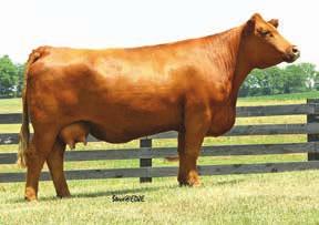 7 42 64 4 27 48 0.28 0.69 110 We are really fond of the 3/4 cattle because we feel they have a tremendous amount of versatility for many aspects of the beef industry.