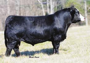 WHF Tori 135T 90 636 9 2.9 77 114 7 19 57 0.18 1.07 119 consigned by Walnut Creek Simmentals 85 717 10 2.6 84 125 7 20 62 0.18 1.06 123 consigned by Walnut Creek Simmentals C1 & C8 A stout pair of fall born brothers by a past high seller in this sale, SVF Allegiance.