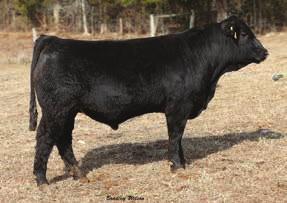 Sired by the striking baldy champion Ironhide and out our Sweepstakes champion donor Liberty this stud offers a lot of breeding flexibility. Top of the chart for ADG and CW.