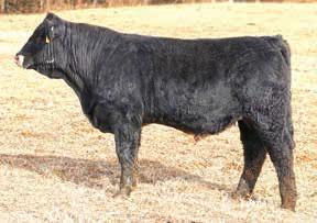 This Moving Forward son will do just that with your program by offering his many positive attributes such as his outcross pedigree, flawless phenotype and well rounded performance.