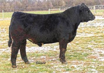 61 110 D37 much like his walking herd sire here at Clearwater is the kind of Purebred bulls that we are striving to produce.