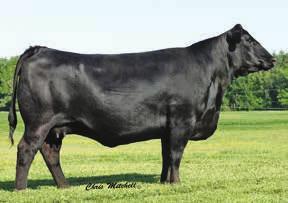 You can feel comfortable turning this bull out to heifers or cows and be confident in the product he will produce.