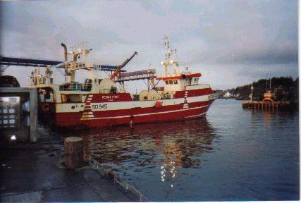 Herring Midwater trawl Codend